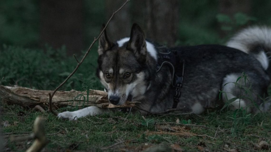 A West Siberian Laika lying in a forest, showcasing natural canine beauty.