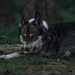 A West Siberian Laika lying in a forest, showcasing natural canine beauty.